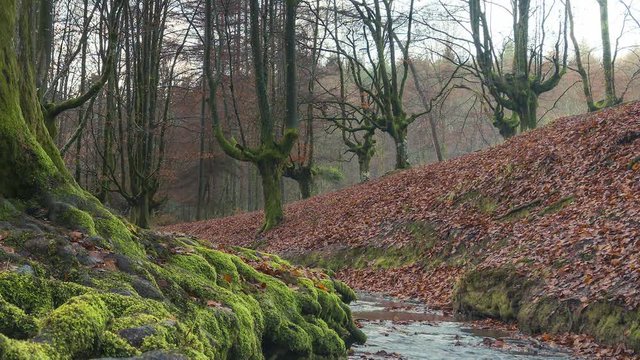 Beautiful sunrise light in the Otzarreta forest, Pais Vasco, Spain. Autumn trees and little creek