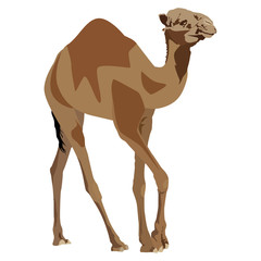 Arabian camel dromedary vector flat isolated illustration