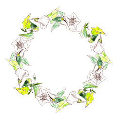 Fototapeta na wymiar wreath of white tender bindweed painted by watercolor and liner on a white background