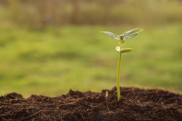 the seedling are growing from the rich soil to the morning sunlight that is shining, seedling, cultivation. agriculture, horticulture. greenery,.ecology concept..