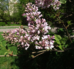flowering spring branch of lilac on a blurry background