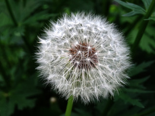 faded white fluffy dandelion on a blurry background