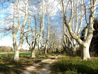 alley of old plane trees in early spring