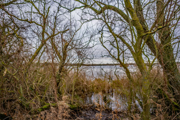 Close up and selective focus on trees with an out of focus lake in the distance captured on a dull,...