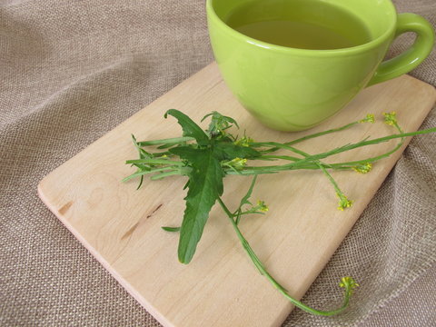 A cup of tea with hedge mustard