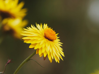 (Xerochrysum bracteatum) or (bracteantha bracteata) Bracted strawflower or strawburst yellow with everlasting golden yellow bracts and orange central disc