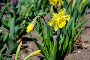 Close up of one delicate yellow daffodil flower in full bloom and small blooms with blurred green grass, in a sunny spring garden, beautiful outdoor floral background