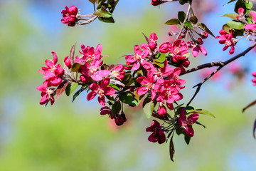 Close up of many decorative red crab-apple flowers in a tree in full bloom in a garden in a sunny spring day, beautiful outdoor floral background