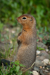 Naklejka na ściany i meble Arctic Ground Squirrel