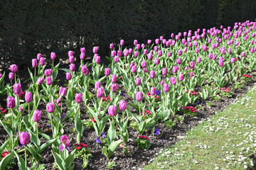 Tulipes mauves au jardin au printemps