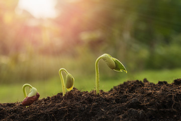the seedling are growing from the rich soil to the morning sunlight that is shining, seedling, cultivation. agriculture, horticulture. plant growth evolution from seed to sapling, ecology concept.