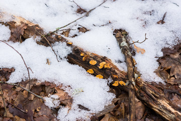 The first snowfall in the forest