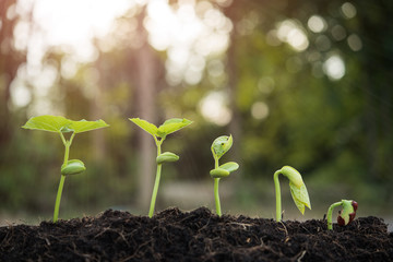 the seedling are growing from the rich soil to the morning sunlight that is shining, seedling, cultivation. agriculture, horticulture. plant growth evolution from seed to sapling, ecology concept.