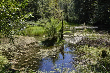 Olympic National Park, Washington