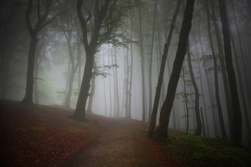 Nebel in einem herbstlichen Wald mit Buchen