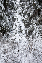 Close up of snow capped Christmas trees