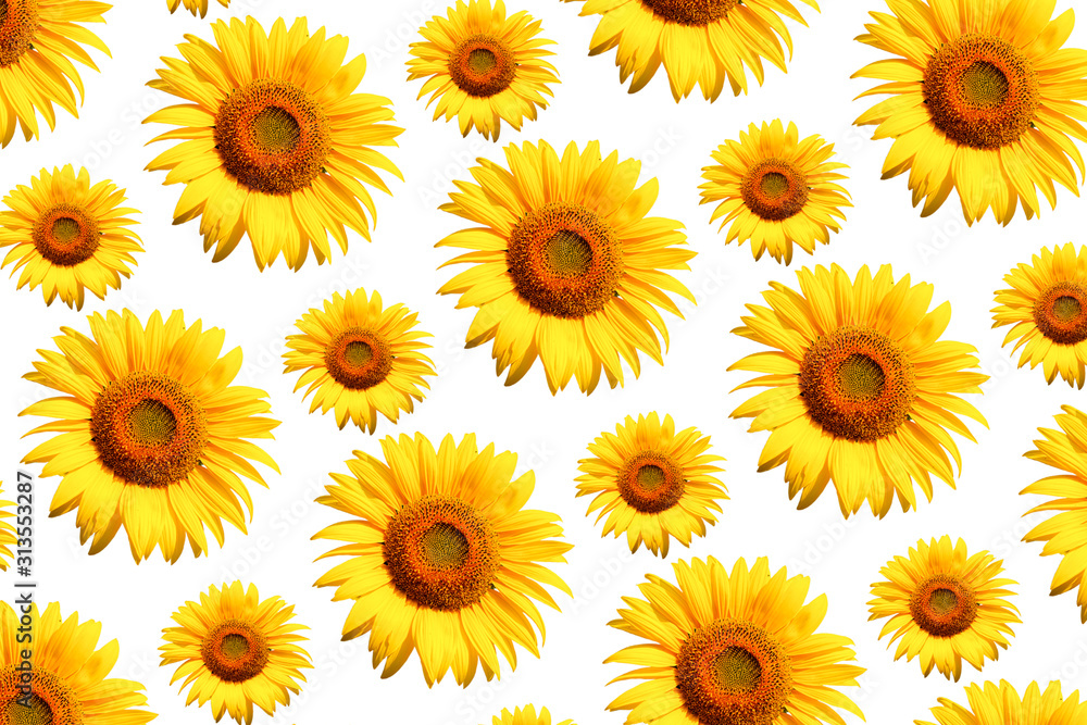 Poster White background And yellow sunflower.