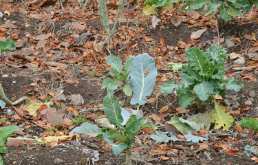 young cabbage in the garden