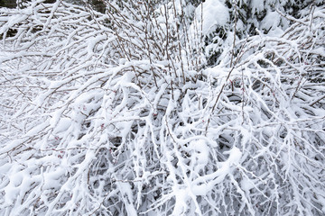Close up of snow capped Christmas trees
