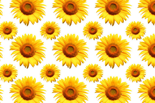 White background sunflower image