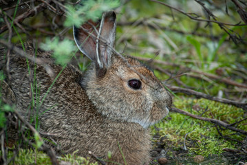 Snowshoe Hare, Denali