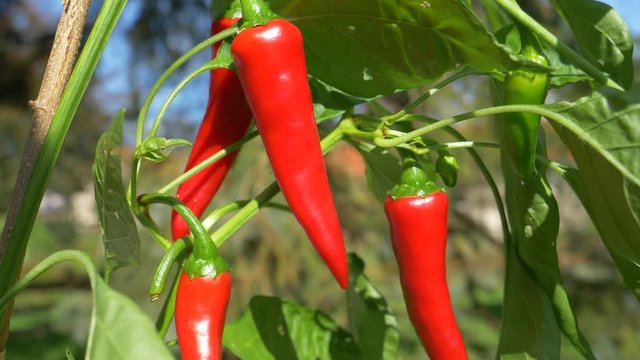 Macro, DOF gentle breeze blows past a small chili bush full of ripe peppers