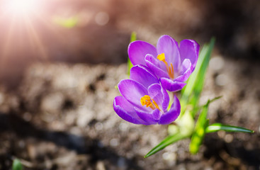 Panoramic view to spring flowers in the park