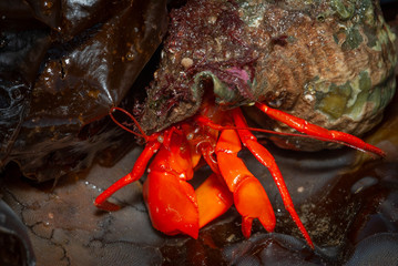 Red/Orange Hermit Crab