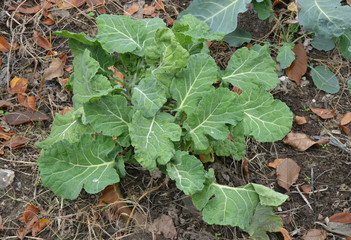 young cabbage in the garden