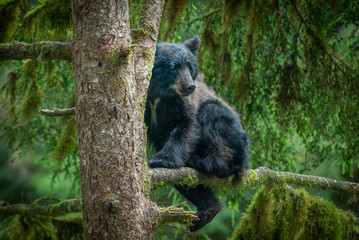 Cute Black Bear Cub in Tree © Betty Sederquist