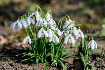 Group of small and delicate white snowdrop spring flowers in full bloom in forest in a sunny spring day, blurred background with space for text