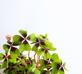 Four leaf lucky clover - good luck symbol on a white background. A sign of success, happiness. Popular superstitions.
