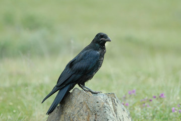Fototapeta premium Raven Portrait, Alaska