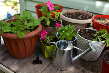 Flowerpot with sprouts of petunia flower, watering can and working tool on table.
