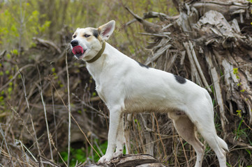 Cross-breed of hunting and northern dog standing on a root of fallen tree   and and trying to say anything while lost in sinister forest