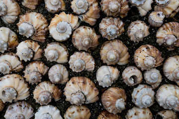 Background of sea shells on the sand