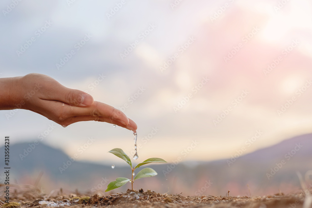 Wall mural hand nurturing and watering young baby plants growing in germination sequence on fertile soil at sun