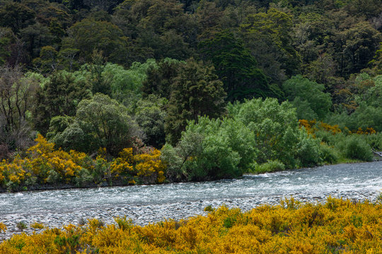 Buller River. New Zealand