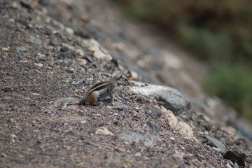 Freilebende Streifenhörnchen auf Fuerteventura