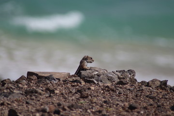 Freilebende Streifenhörnchen auf Fuerteventura
