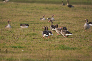 Obraz na płótnie Canvas Flock of Greylag goose on pasture