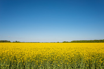Beautiful yellow raps farm landscape in Germany