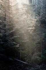 lightshaft in frosty forest in winter