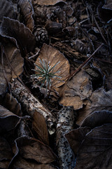 small frosty tree pushing through leaves on forest ground