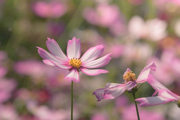 Cosmos flowers in the garden with sunlight. Vintage tone