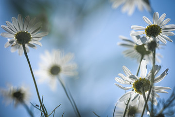 white flowers on background of blue sky