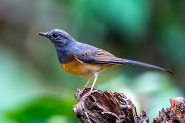 White-rumped Shama