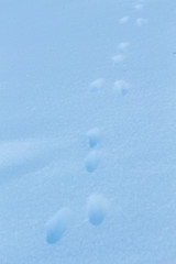 Traces lapin dans la neige