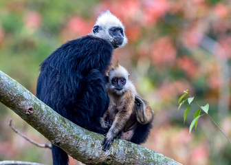 White-headed Black Langur