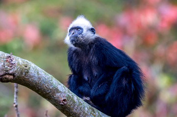 White-headed Black Langur